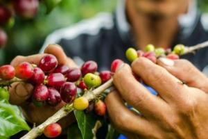 Café peruano: conoce sus dos denominaciones de origen y características