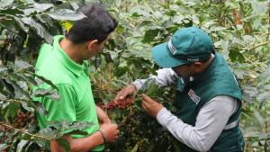 Café peruano llega a 91 mercados internacionales