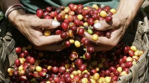 CAFÉS ESPECIALES REPRESENTARÍAN EL 50% DE LA PRODUCCIÓN DEL GRANO EN PERÚ EN 10 AÑOS