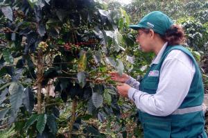 Cafetaleros capacitados por Senasa controlan plagas de importancia económica en sus campos