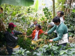 CAFETALEROS PLANTEAN AGENDA INTERNA 