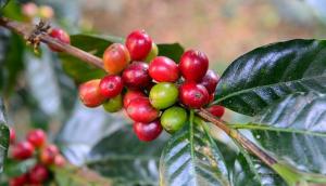 Caficultores de Cajamarca y Pasco presentes en feria internacional de cafés especiales – SCA 201<span class='highlight'>9</span>