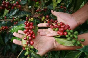 CAFICULTORES DEL VRAE PARTICIPAN EN PRIMER FESTIVAL DE CAFÉ ORGÁNICO