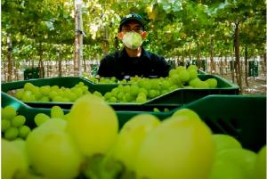 Caída en las exportaciones peruanas de uva superará el 10%