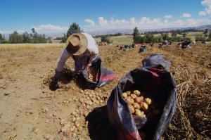 Caja Piura: los departamentos que piden más créditos agrarios son Lambayeque, Piura y San Martín
