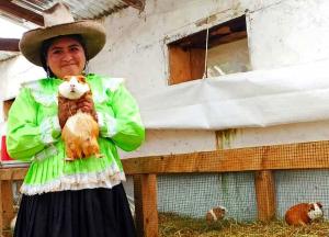 Cajamarca busca posicionarse como la primera región productora de cuy en Perú