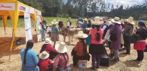 Cajamarca: capacitan a 300 pequeños ganaderos de La Encañada para impulsar producción agropecuaria