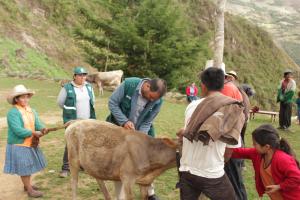 Cajamarca: dos mil animales vacunados contra la rabia en caseríos de Celendín