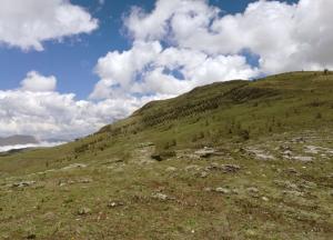 Cajamarca: establecen nuevas plantaciones de tara y pino en zonas afectadas por incendios forestales