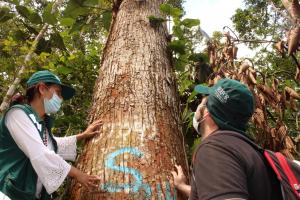 Cajamarca: fortalecen aprovechamiento sostenible de madera en comunidad nativa Naranjos