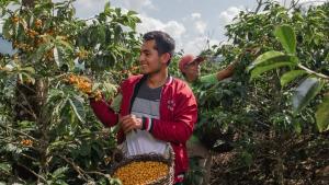 Cajamarca fue el gran líder de la exportación peruana de café en 2025