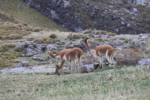 Cajamarca: impulsan repoblamiento de vicuñas en comunidades de la provincia de Cajabamba