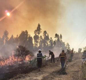 Cajamarca: incendios forestales arrasan 700 hectáreas de plantaciones