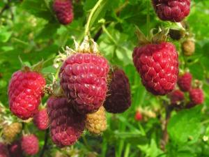 Cajamarca: Instalan 200 mil plantones de frambuesas