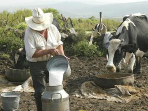 Cajamarca, Lima y Arequipa producen la mitad de la leche en nuestro país