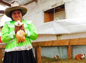 Cajamarca: más de 200 productores participarán del “2° Festival Regional del Cuy”