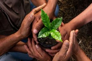 Cajamarca pondrá en marcha la plataforma multiactor del café para impulsar cultivo