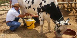 Cajamarca produce más de 361 millones de litros anuales de leche