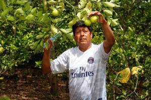 Cajamarca: productores en Chota y Santa Cruz unen esfuerzos para erradicar plaga mosca de la fruta
