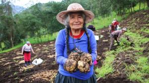 Cajamarca: productores incrementan su producción de papa de 6 a 16 toneladas por hectárea con extensión agropecuaria