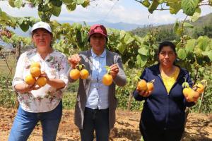 Cajamarca: registran 410 nuevas hectáreas de plantaciones de granadilla