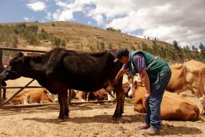 Cajamarca: Senasa resguarda actividad pecuaria con emisión de Certificado Sanitario