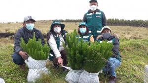 Cajamarca: Serfor instala 10.000 plantones de pino en Porcón Alto