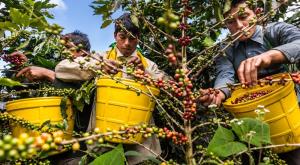 Cajamarca: Taller de Proyecto Piloto Ingreso Digno convoca actores de la cadena cafetalera en Jaén