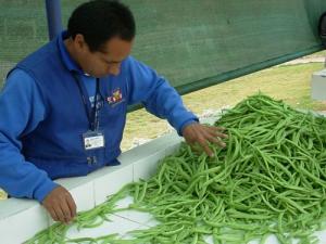 CALIDAD EN COMERCIO INTERNACIONAL DE ALIMENTOS GENERA VALOR AGREGADO