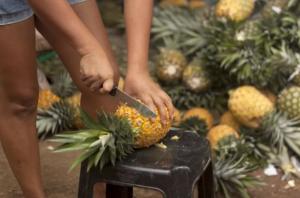 Calidad irregular de la piña peruana limita su potencial de exportación