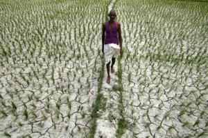 Calor extremo amenaza la seguridad alimentaria de la India en 2023