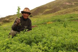 Cambio de pastos naturales a cultivados será prioridad para la Dirección General de Ganadería