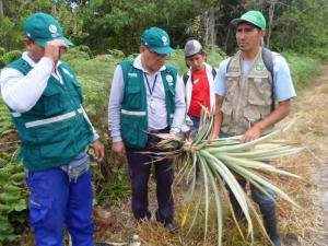 Campaña del Senasa busca garantizar  producción de piña en Ucayali verificando la sanidad de los cultivos