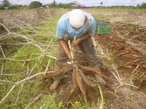 Campaña pos-Niño: 24 cultivos transitorios alcanzarán las 2,3 millones de hectáreas