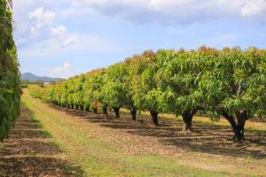 Campos de mango deben tener densidades más altas para incrementar la productividad y el ingreso al productor