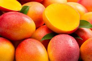 Camposol es la principal exportadora de mango en la actual campaña