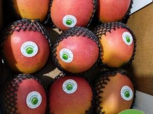 Camposol exportó 596 contenedores de mango en la campaña 2023-2024