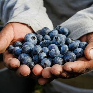 Camposol presentará en Fruit Logistica su programa de arándanos “all-year-round”