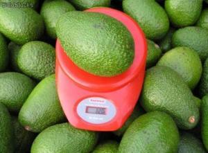 CAMPOSOL PRODUCIRÍA 60 MIL TONELADAS DE PALTA EN 2017