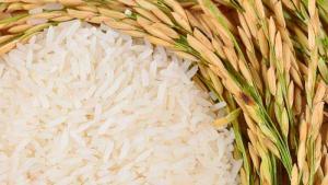 CampoSur planea sumar 150 hectáreas de arroz el próximo año