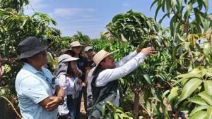 Capacitan a productores en poda de mango en Áncash