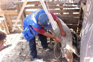 CAPACITAN A PROFESIONALES Y TÉCNICOS EN ERRADICACIÓN DE ENFERMEDADES DE PORCINOS