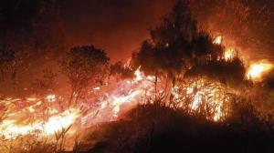 Casi 23 mil hectáreas de cobertura natural perdidas por incendios forestales en el país