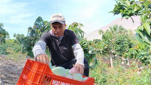 Casma: Congreso Internacional de Mango y Palto analizará producción local y global