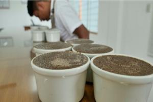 Catadores de café del Perú y del mundo participarán en curso promovido por Sernanp