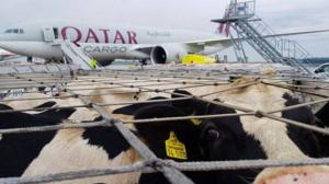 Catar desafía el boicot con vacas voladoras y flotantes