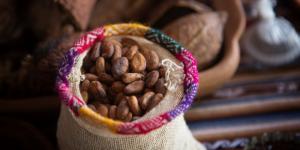CBI: Seis consejos para que los exportadores de cacao cumplan las exigentes normativas europeas