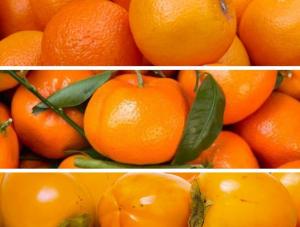 CCL identifica cuatro mercados potenciales para exportación de mandarinas y naranjas