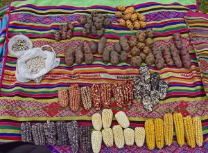 Ccollasuyo es reconocida como zona de agrobiodiversidad del Perú