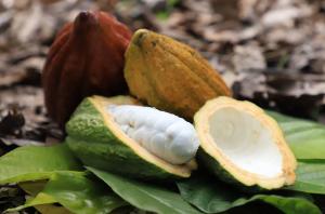 Celebran 7 años de la denominación de origen Cacao Amazonas Perú en el Salón del Cacao y Chocolate 2023
